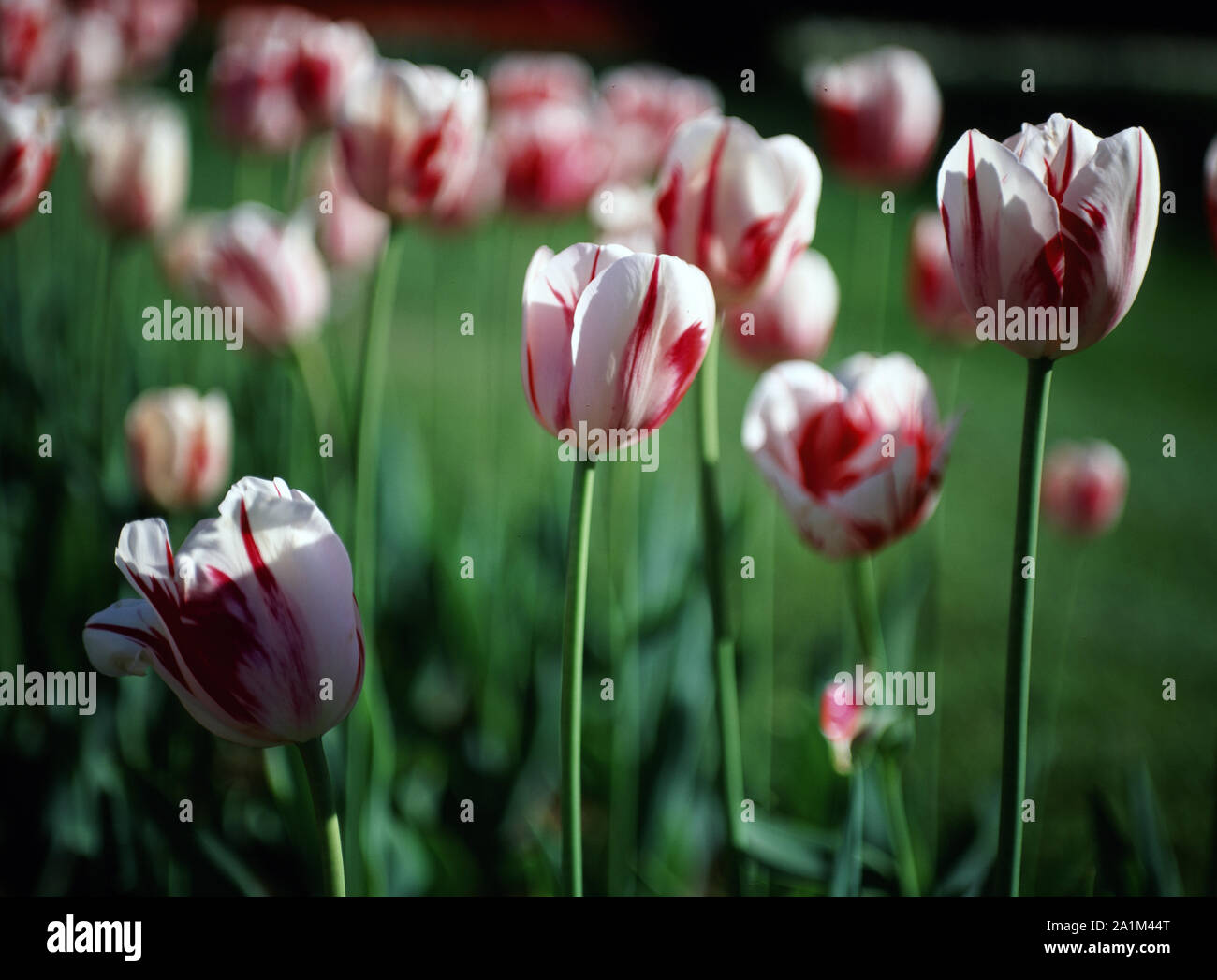 Carnival de Nice Tulpen in Boston Public Garden Stockfoto