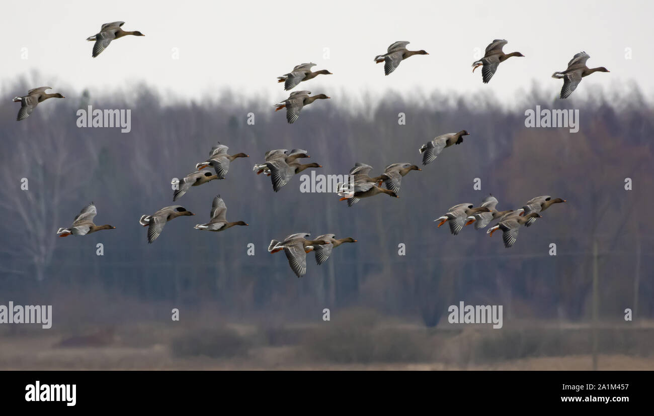 Große Herde Bean Gänse im Flug über Bäume in der Nähe des Feldes im Frühjahr Stockfoto