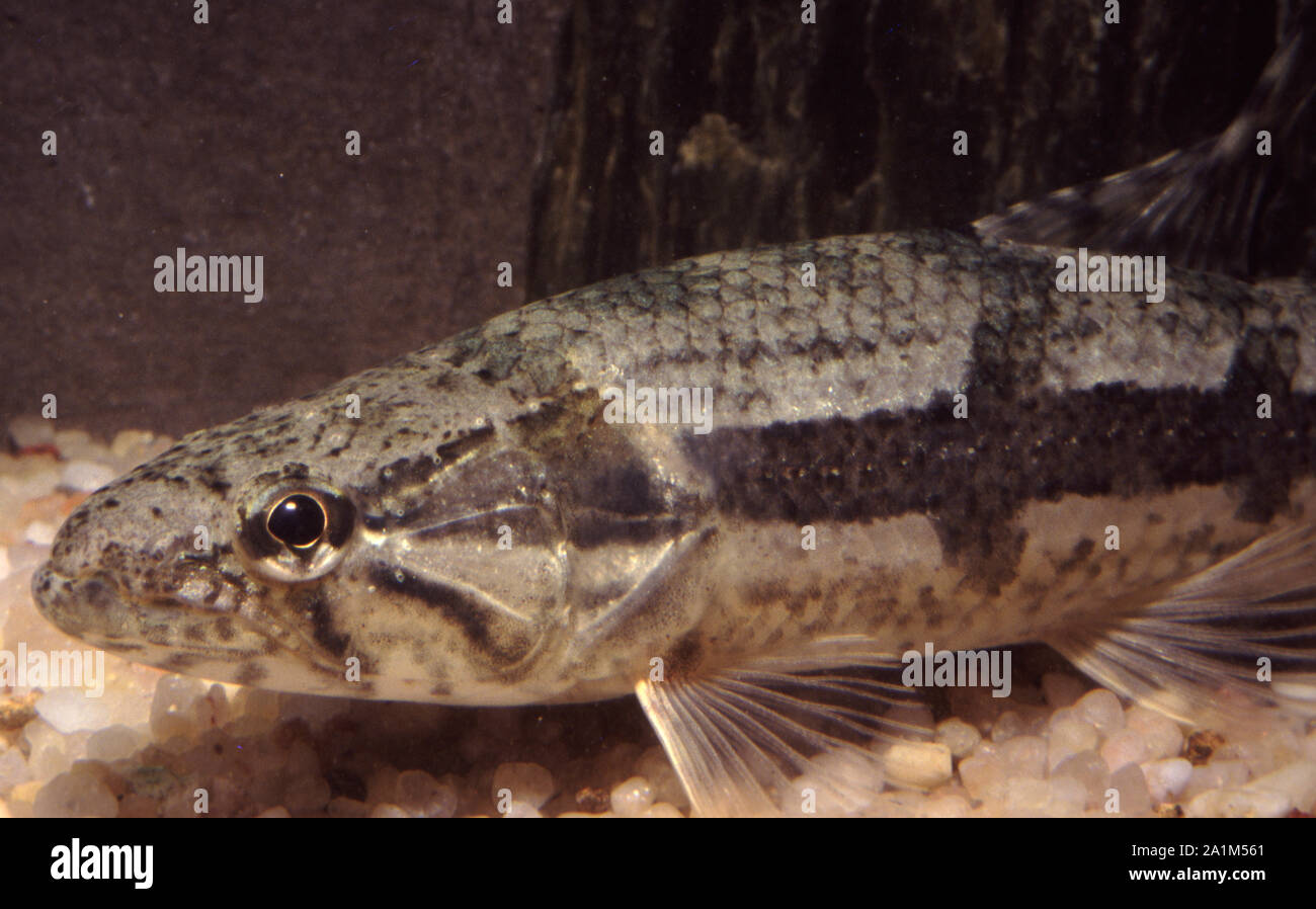 Trahira oder Wolf Fisch, Hoplias malabaricus Stockfoto