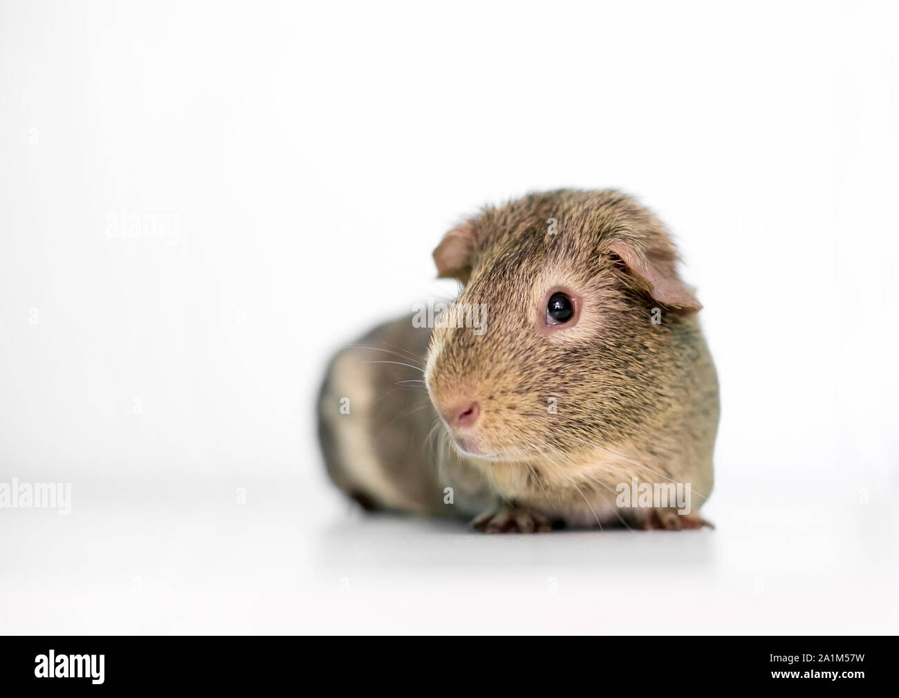 Eine agouti Amerikanischen Meerschweinchen auf weißem Hintergrund Stockfoto