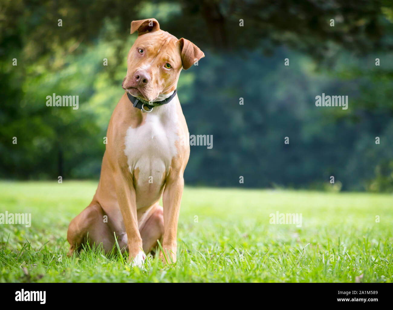Eine rot-weiße Grube Stier Terrier Mischling Hund im Freien sitzen und aufmerksam zuhören mit einem Kopf neigen Stockfoto
