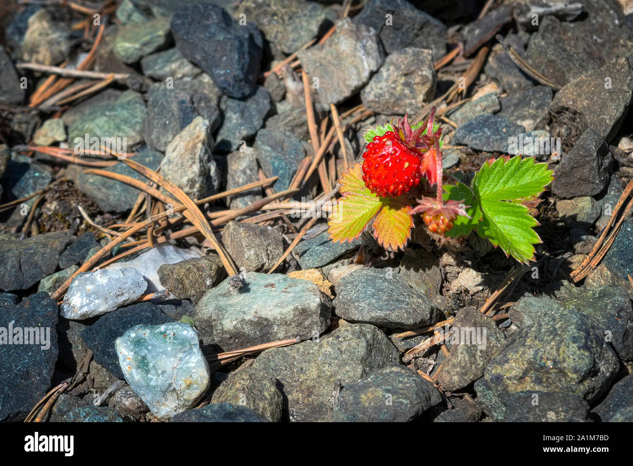 Eine einzige Bush Wald Erdbeeren mit einer großen reife rote Beere wächst  auf steinigen Boden mit der gefallenen Nadeln bedeckt. In der Nähe von  wilden Erdbeeren Stockfotografie - Alamy