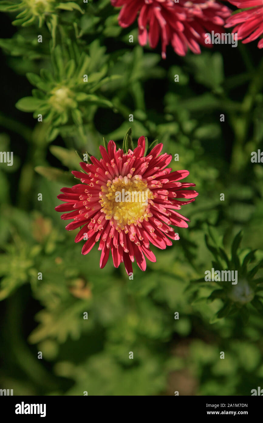 Paar schöne rosa Chrysanthemen Blumen Stockfoto
