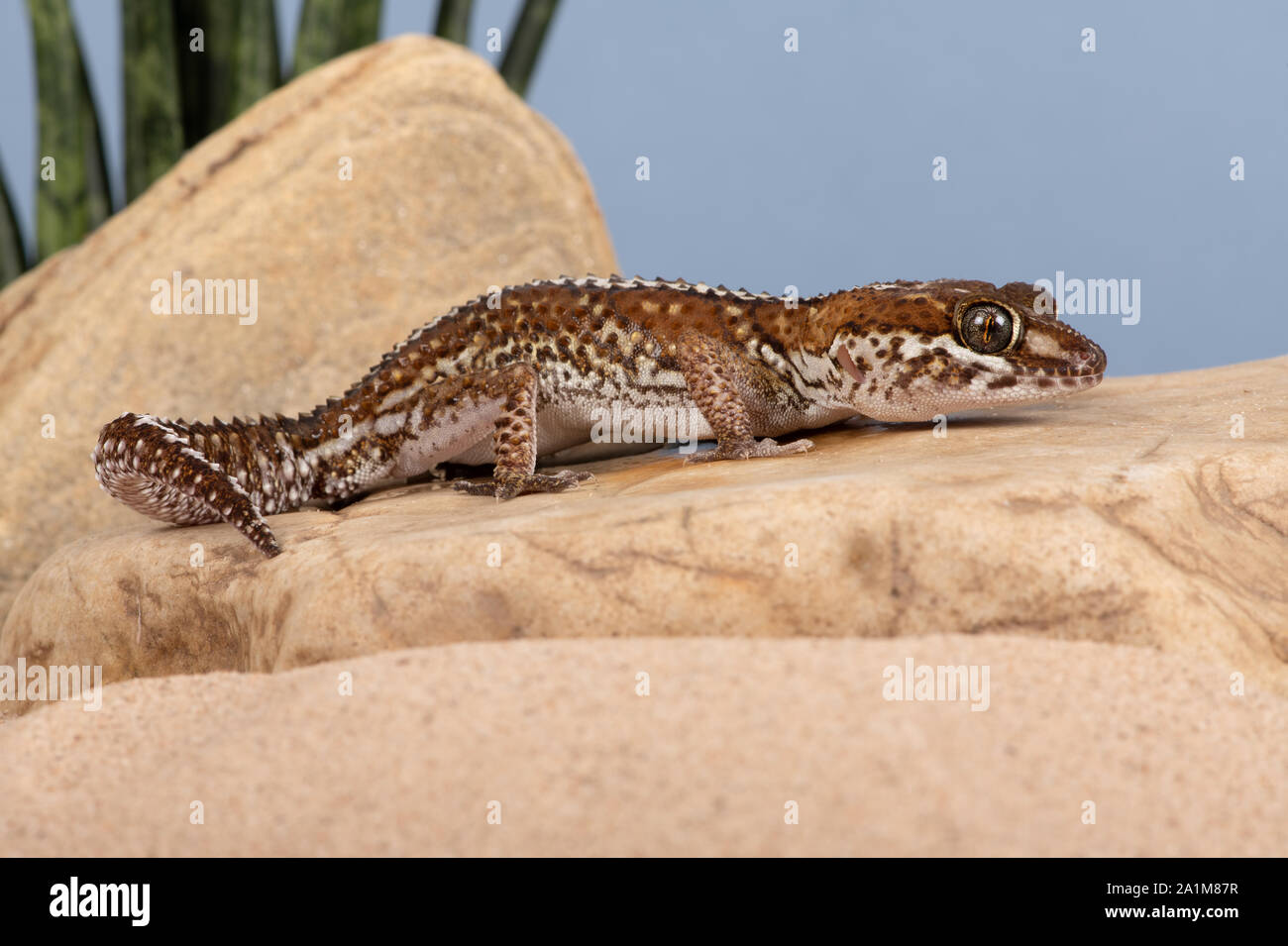 Ocelot Gecko (Paroedura pictus) Stockfoto