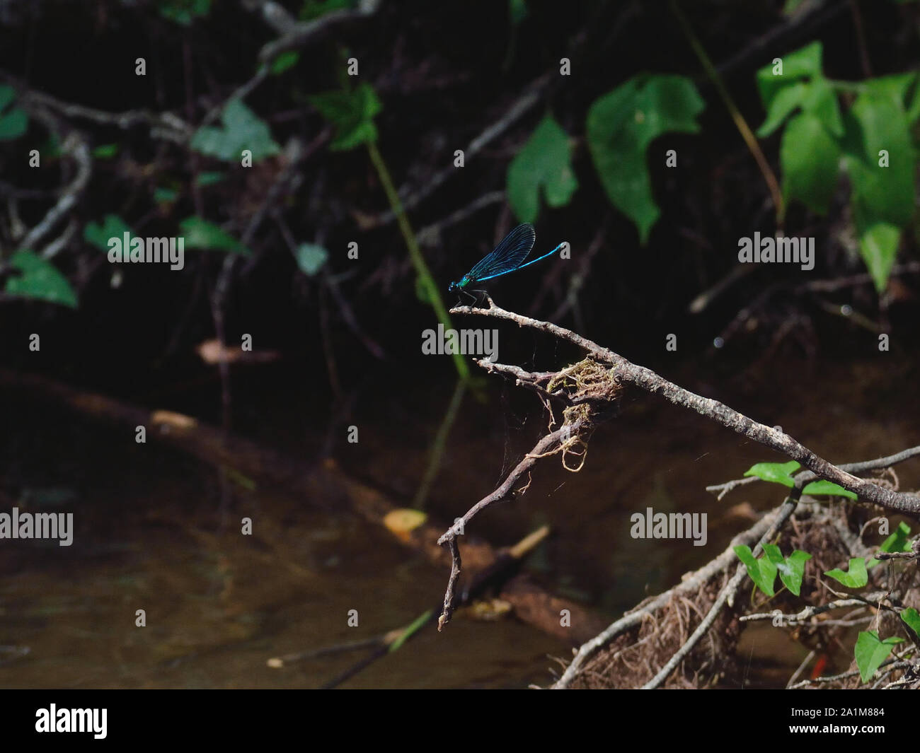 Blau gebändert Demoiselle, Calopteryx splendens, Resava, Serbien, Europa Stockfoto