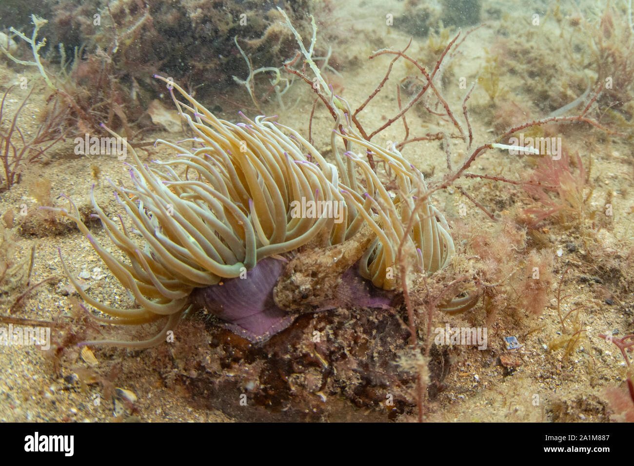 Snakelocks Anemone, Anemonia viridis, Pier Swanage, Dorset, September Stockfoto