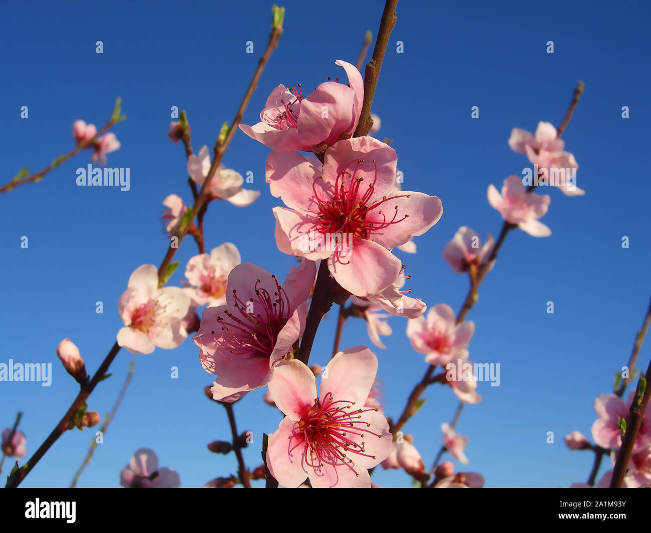 Flores Del árbol del Almendro con Cielo Azul con Nubes de fondo Mandelbaum Blüten mit blauer Himmel mit Wolken Hintergrund Mandelbaum Blumen auf blau Ba Stockfoto