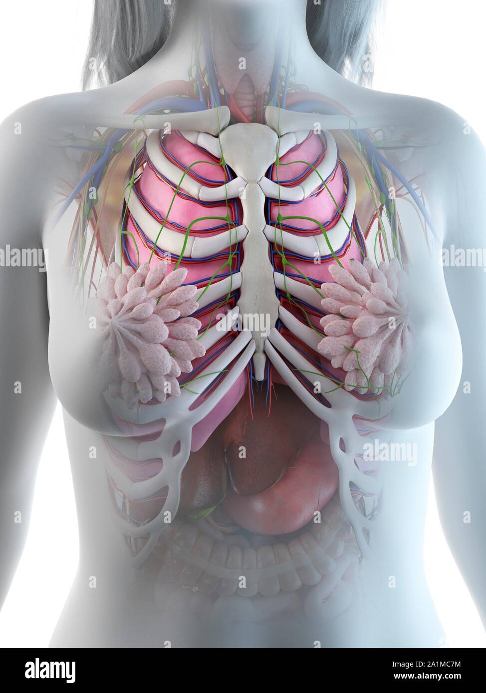 Weibliche Brust Anatomie Computer Abbildung Stockfotografie Alamy weibliche-brust-anatomie-computer-abbildung-stockfotografie-alamy