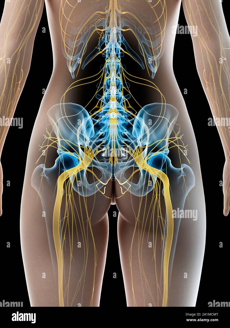 Ischiasnerv, computer Abbildung Stockfoto