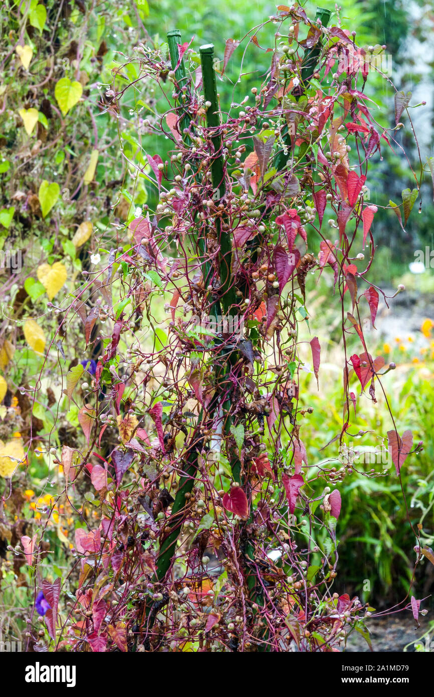 Pflanze wächst auf Stützstangen im Garten September Herbst Pflanze Stockfoto