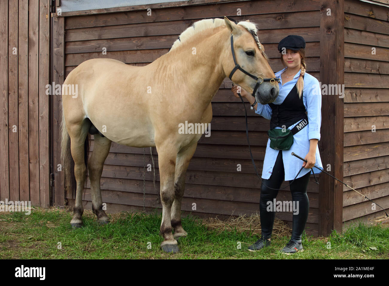 Norwegischen Fjord Pferd mit Country Girl in hölzernen Scheune Hintergrund Stockfoto