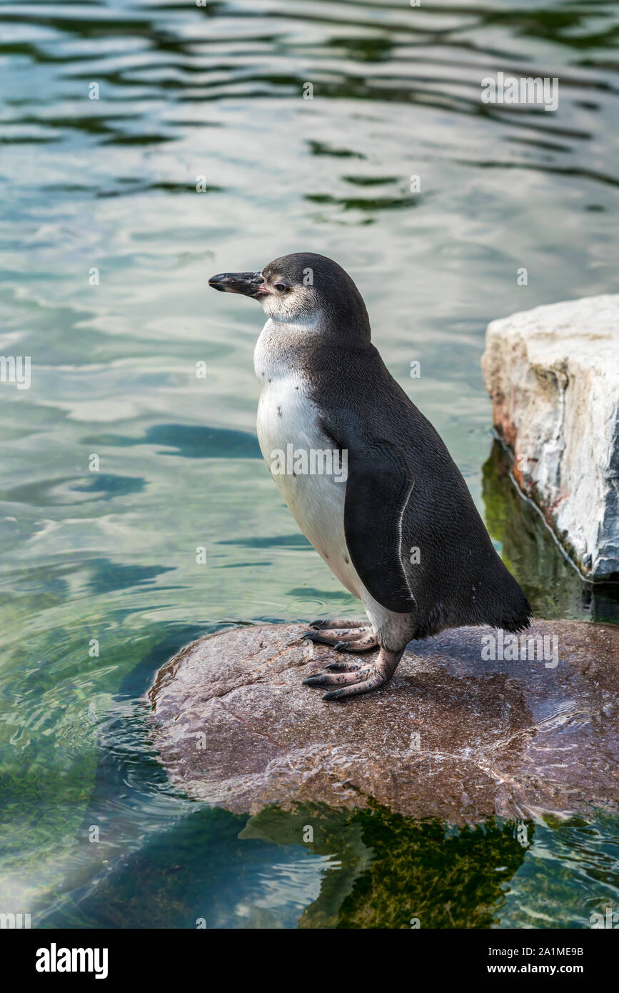 Ein Humboldt Pinguin im Zoo Kopenhagen, Dänemark. Stockfoto