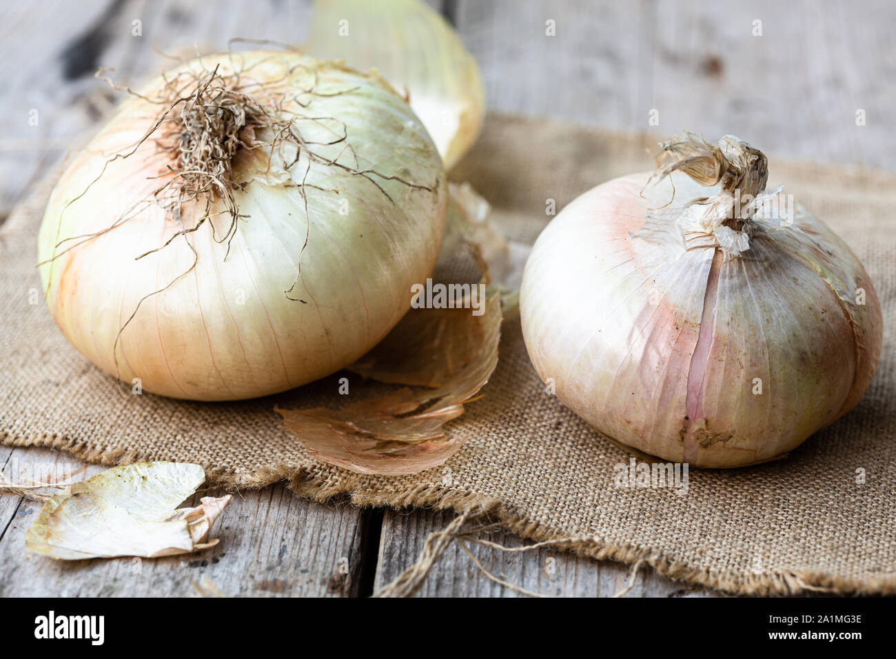Giarratana Zwiebel, lokales Produkt von Giarratana, Sizilien Stockfoto
