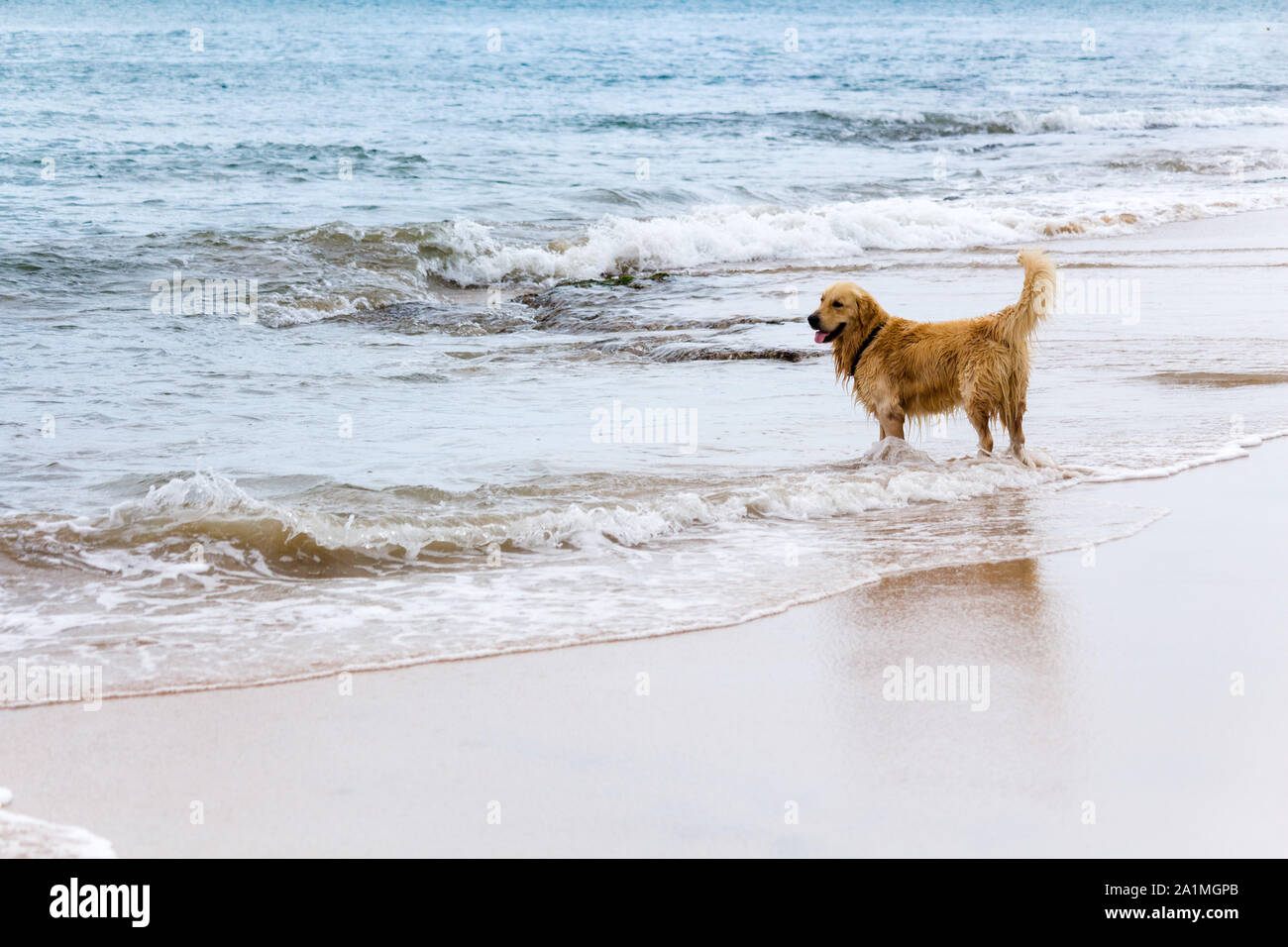 Süße flauschige Hund warten am Strand Stockfoto