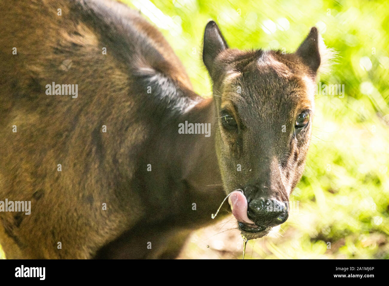 Edinburgh, Großbritannien. Mon 19 September 2019. Visayan Spotted Deer (Rusa alfredi) im Zoo von Edinburgh, Schottland. Es ist auch als die Philippinische beschmutzt Dee bekannt Stockfoto