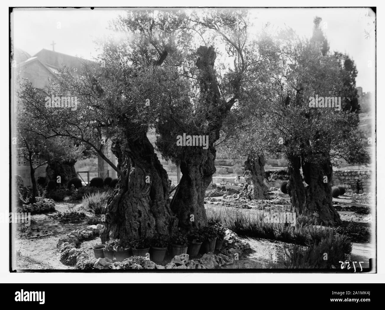 Alte Bäume im Garten Getsemani Stockfoto