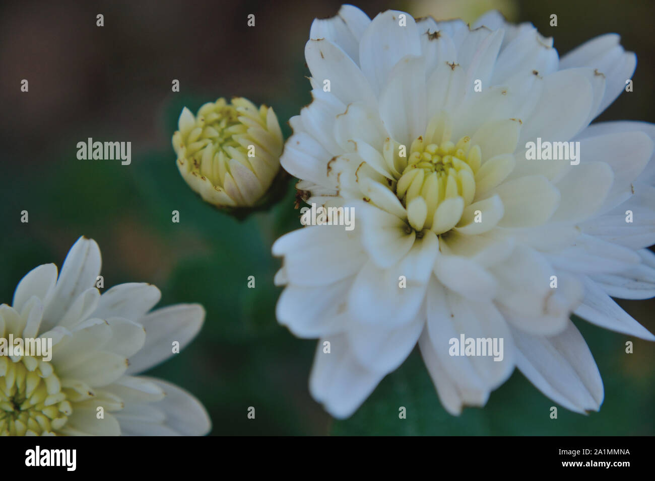 In der Nähe von weißen Chrysantheme, Chrysanthémum × koreanum Stockfoto