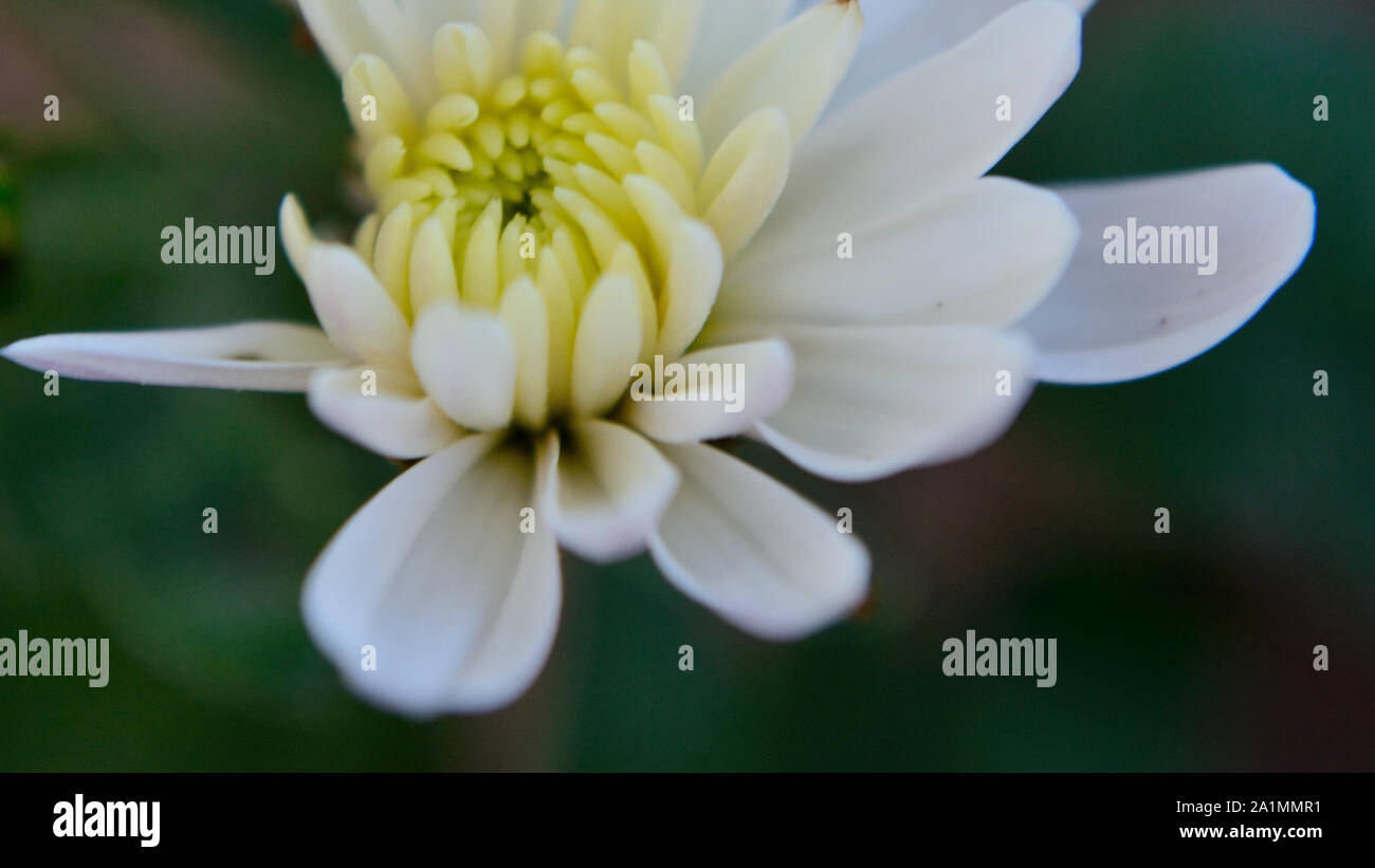 In der Nähe von weißen Blume, Chrysantheme, Chrysanthémum × koreanum Stockfoto