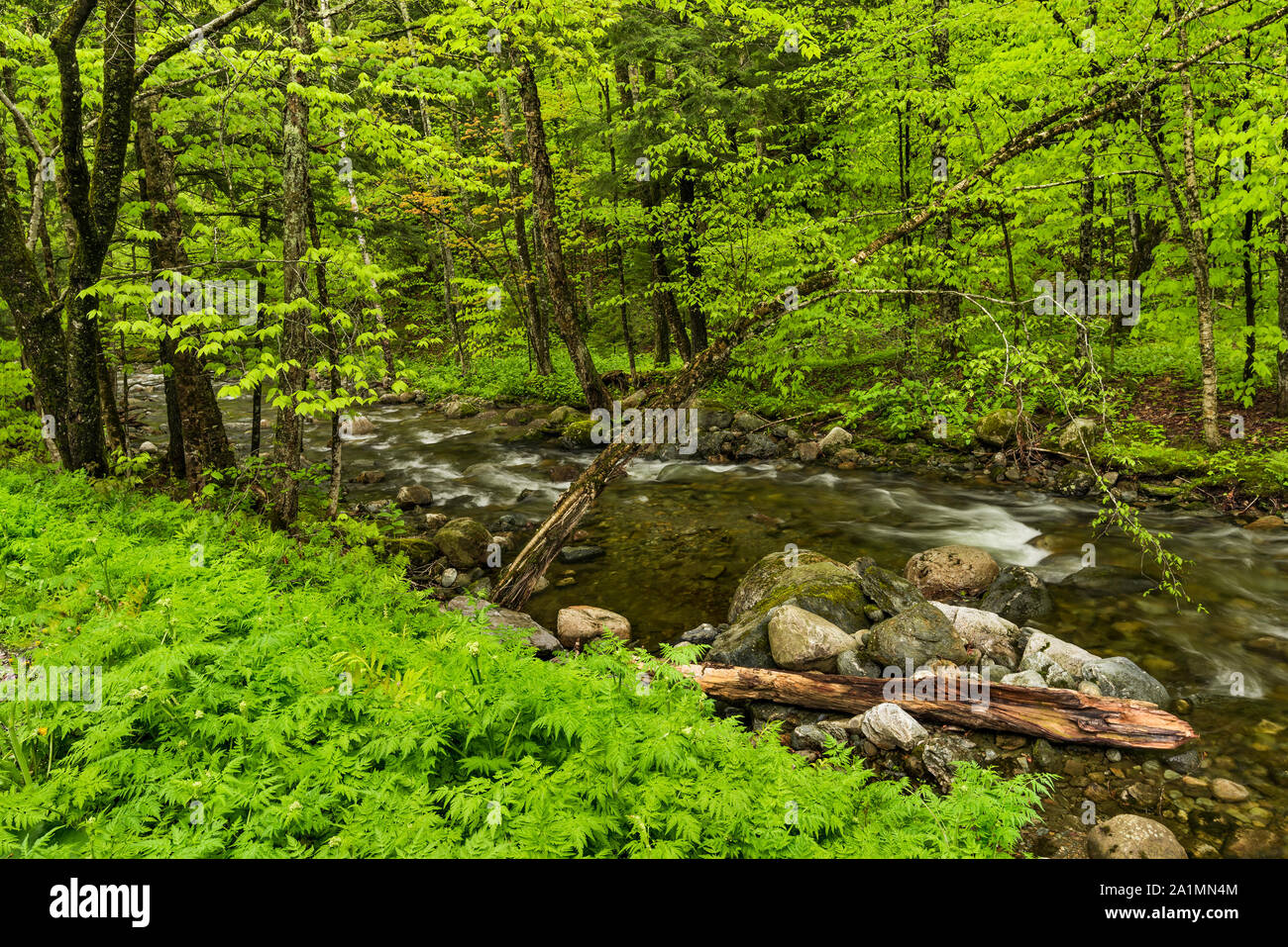 Neue Feder Blätter und Farne laden am Ufer des Robbins Branch Brook, Green Mountain National Forest, Addison County, Vermont Stockfoto