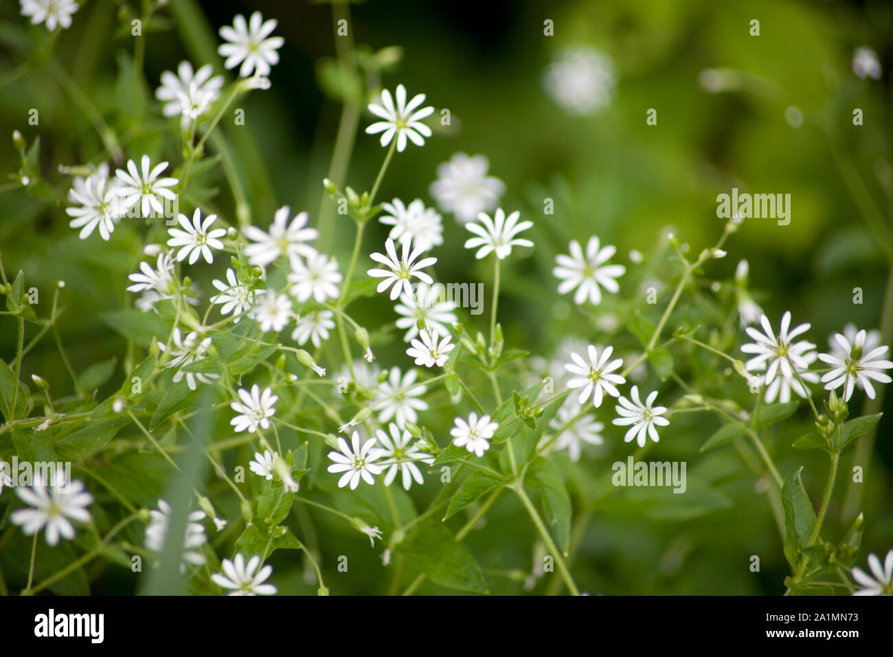 (Stellaria holostea) größer sternmiere Wildflower mit kleinen weißen Blüten Stockfoto