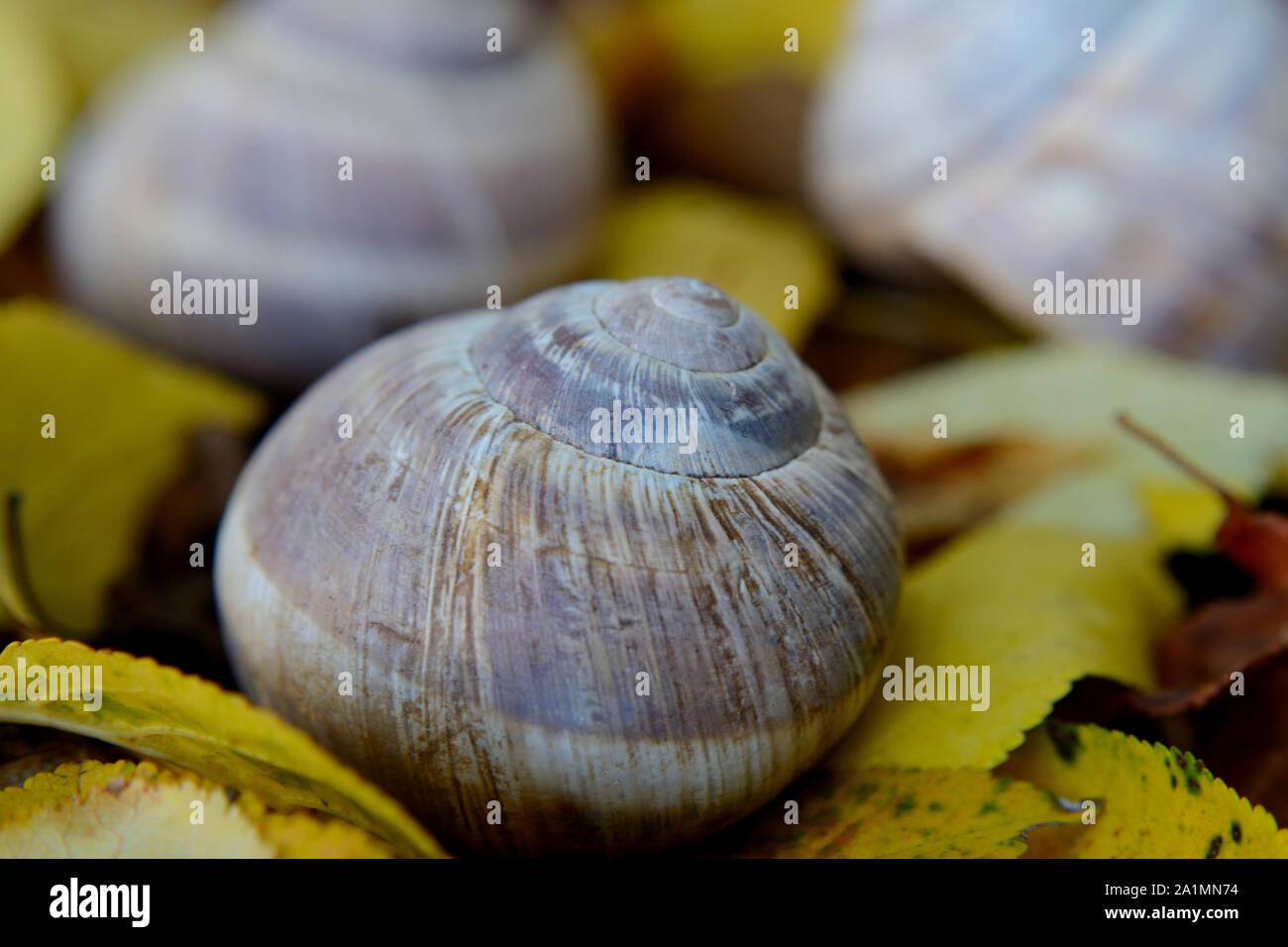 Leere Schnecken Muscheln auf Laub im Herbst Stockfoto