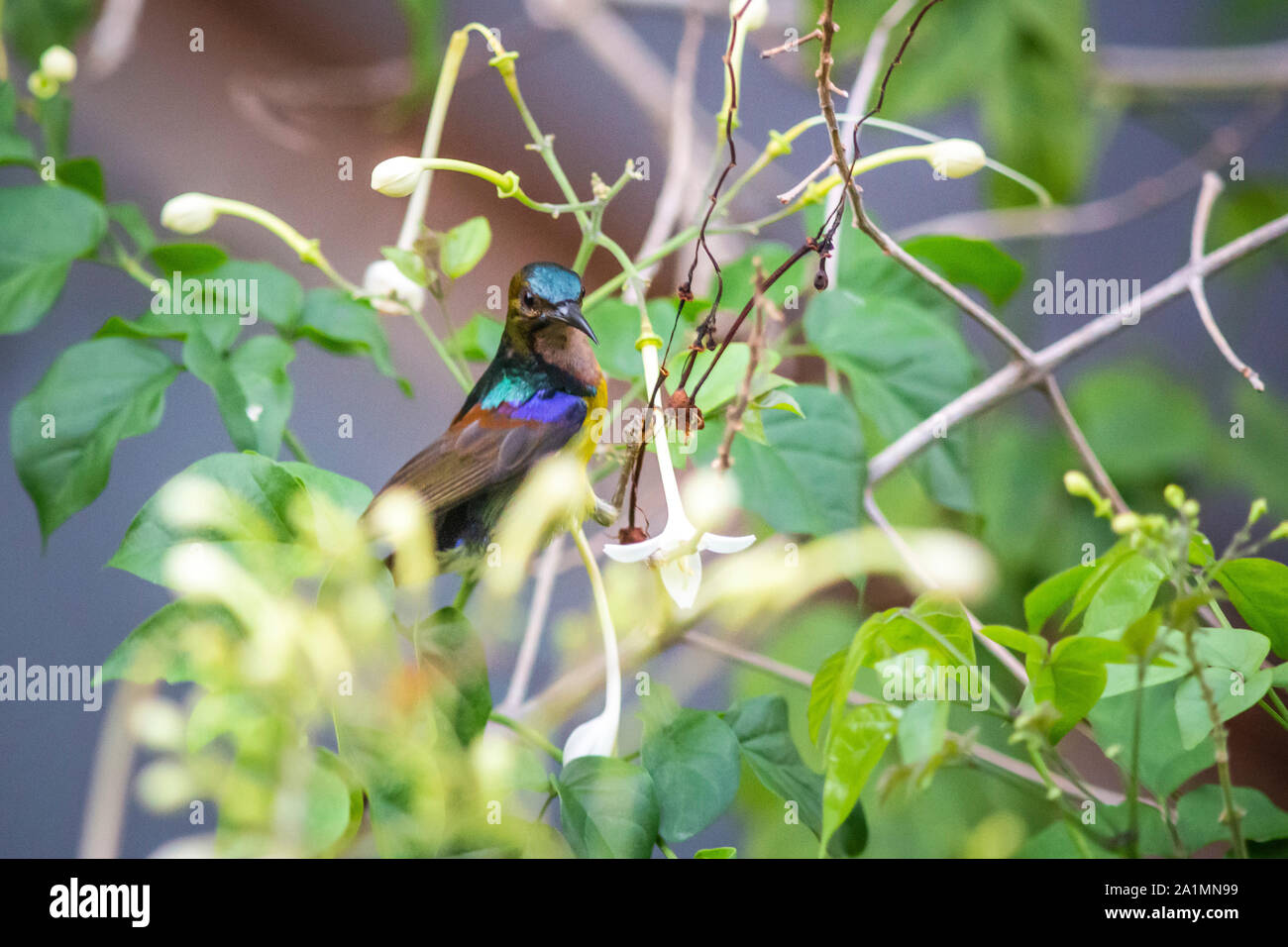 Brown-throated Sunbird (Anthreptes malacensis) Stockfoto