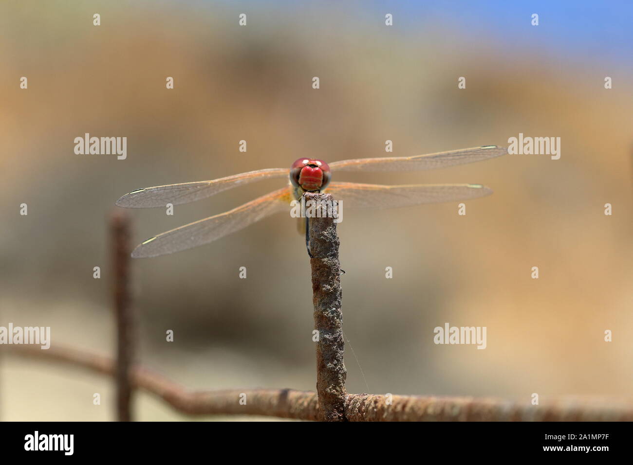 Red konfrontiert Dragonfly bei ruhendem auf Bewehrung Stockfoto