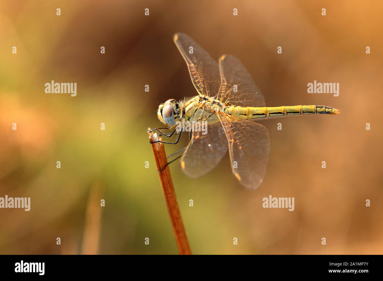 Libelle Stockfoto