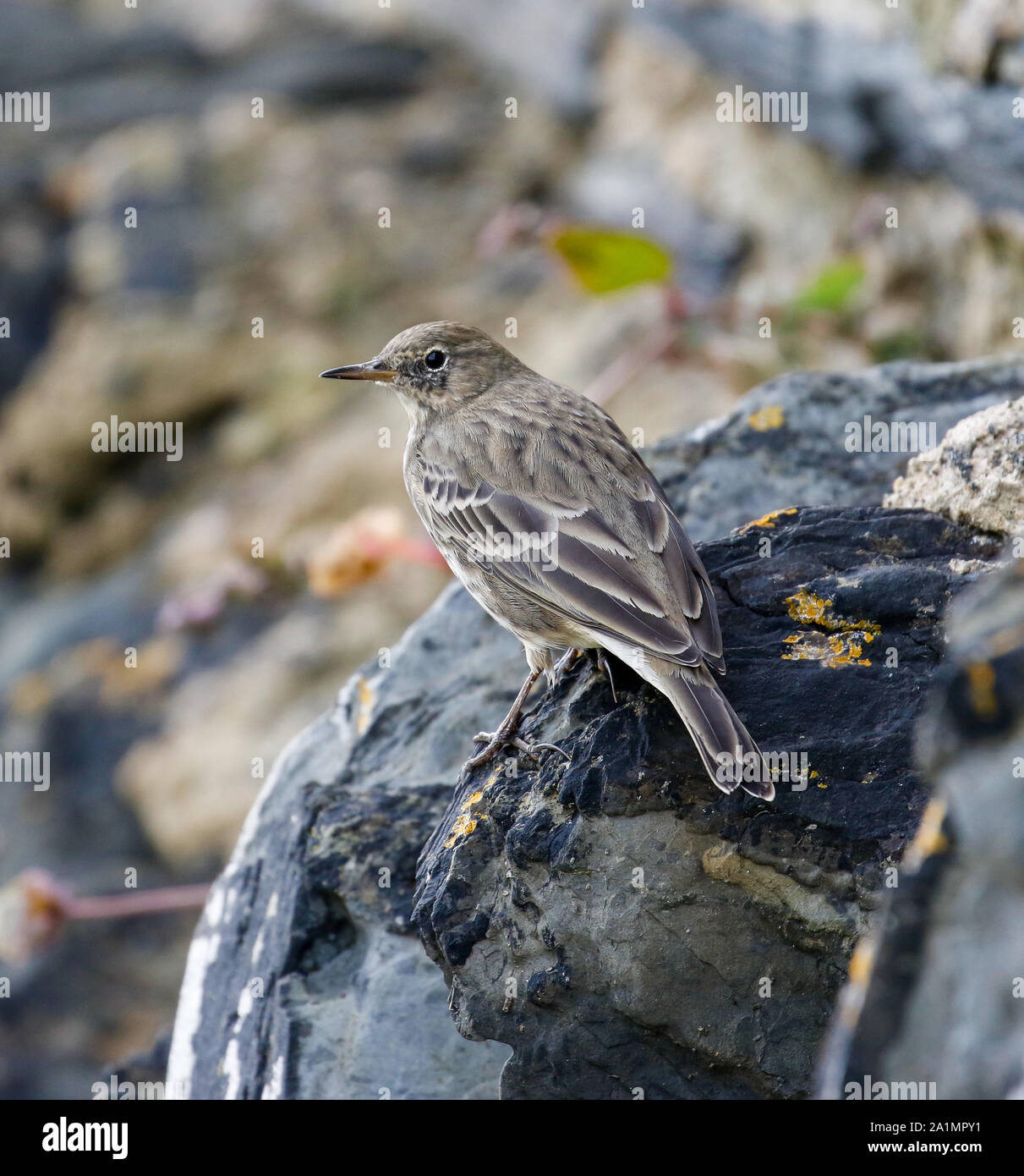 Rock-Pieper (Anthus Petrosus) Stockfoto