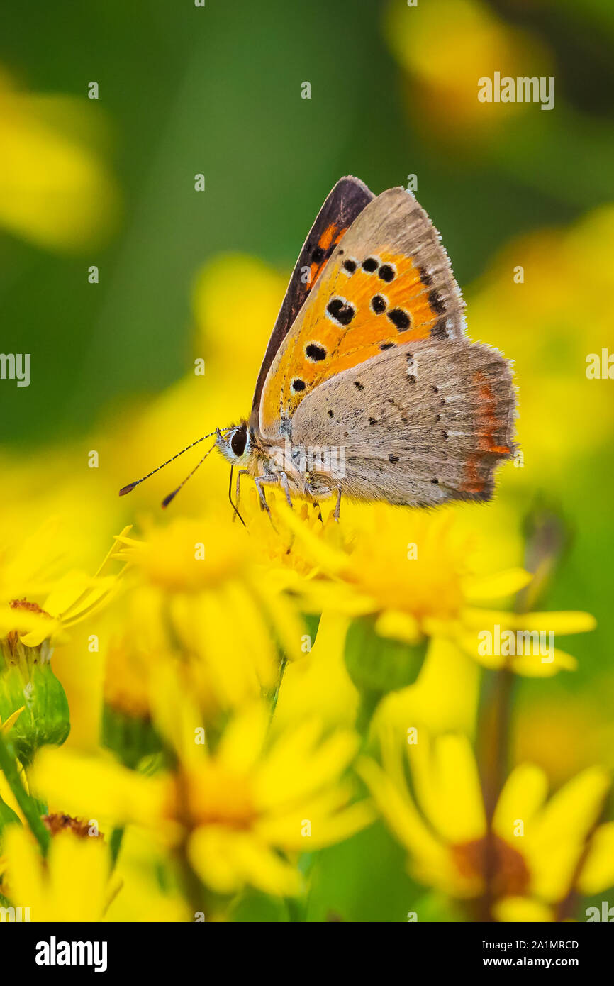 Nahaufnahme eines kleinen oder gemeinsamen Kupfer Schmetterling Lycaena phlaeas, Fütterung, Nektar der Blüten in einem floralen und lebendige Wiese mit hellem Sonnenlicht. Stockfoto