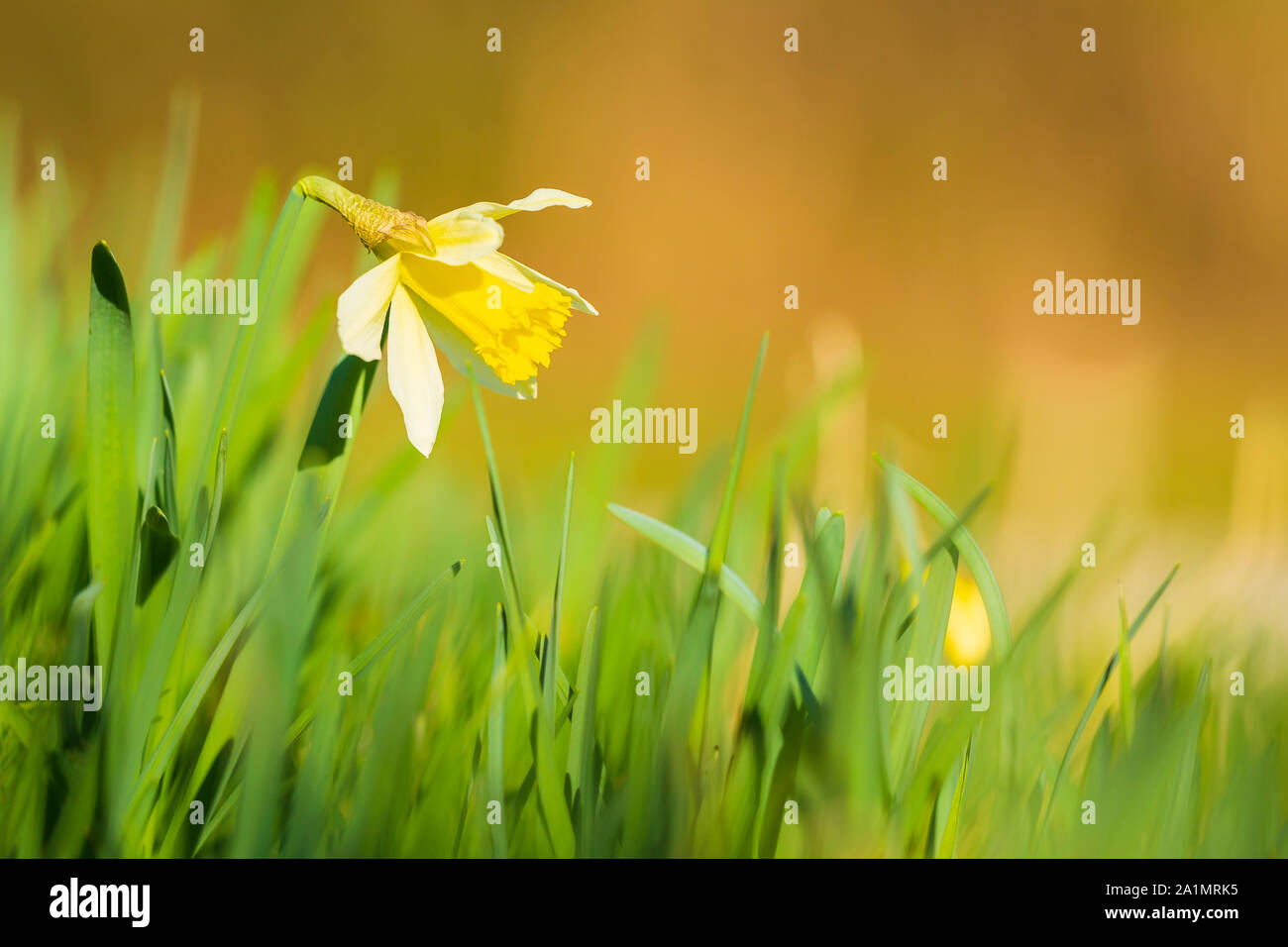 Gelbe narzisse Blume oder Fastenzeit Lily, Narcissus pseudonarcissus, blühen in einer grünen Wiese im Frühling an einem sonnigen Tag und dem klaren, blauen Himmel. Stockfoto