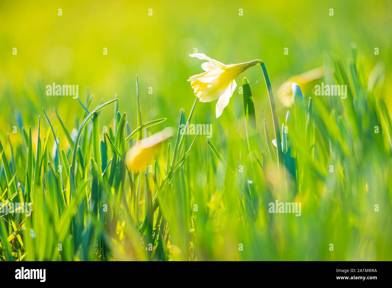 Gelbe narzisse Blume oder Fastenzeit Lily, Narcissus pseudonarcissus, blühen in einer grünen Wiese im Frühling an einem sonnigen Tag und dem klaren, blauen Himmel. Stockfoto