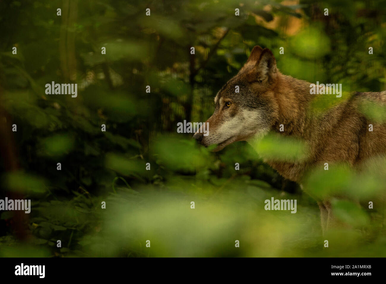 Eurasische Wolf Stockfoto