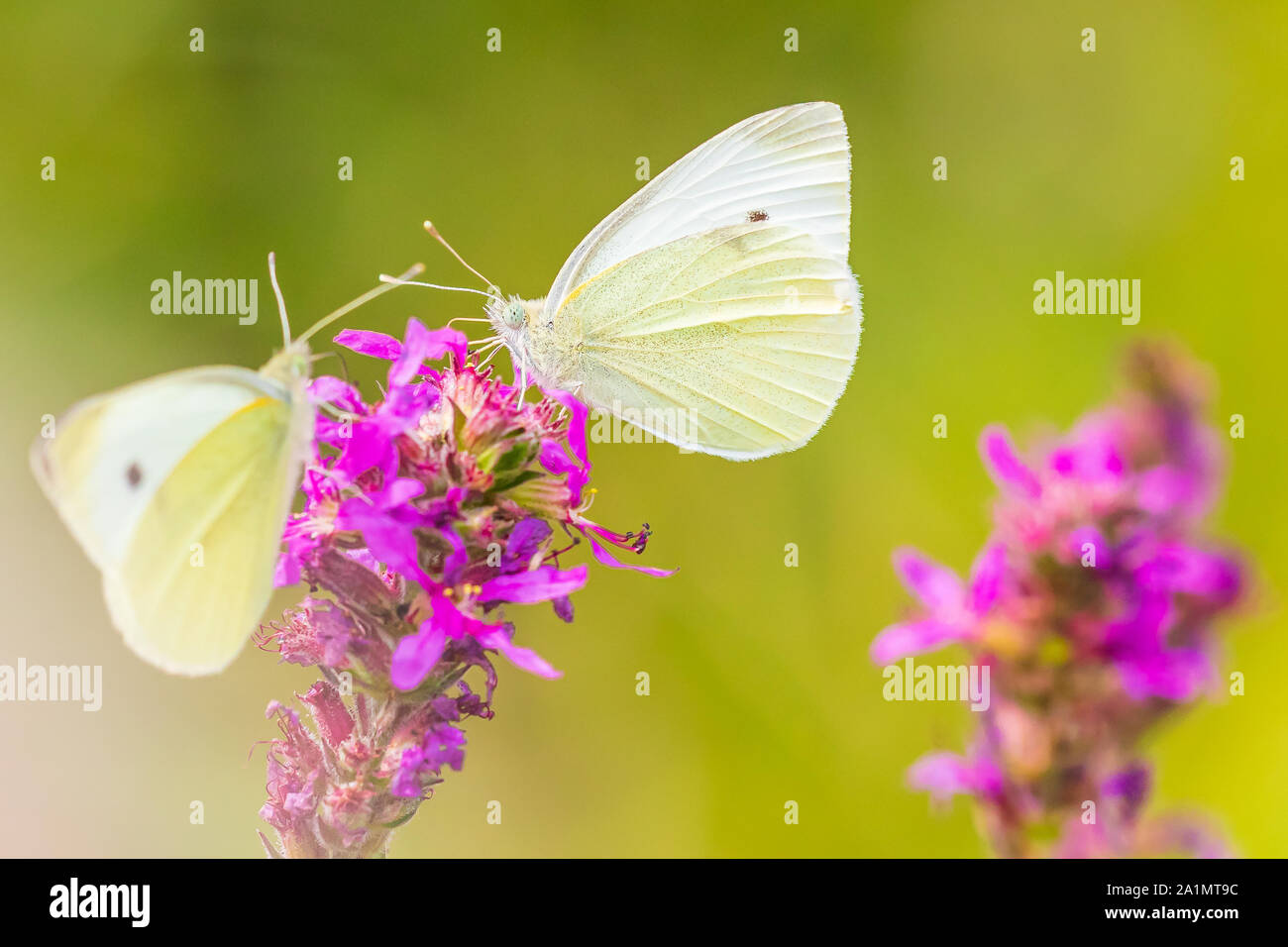 Pieris rapae kleinen weißen Schmetterling Fütterung Nektar aus rosa lila Blumen in einer bunten Wiese. Helles Sonnenlicht, lebendige Farben, selektive fo Stockfoto