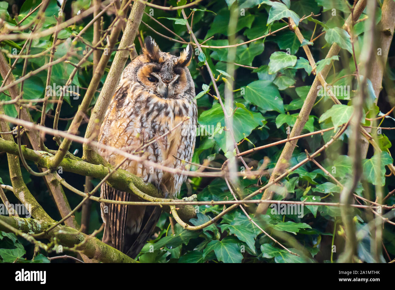 Lange eared owl (Asio otus) Raubvogel gehockt und ruhen in einem Baum tagsüber Farben die Kamera. Stockfoto
