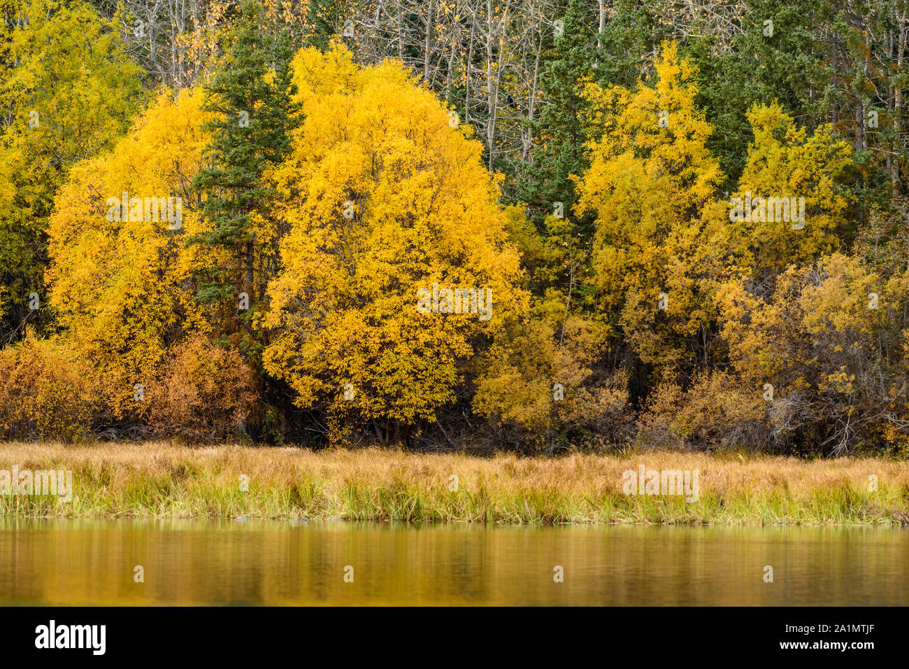 Herbstlaub auf dem Chilko River, Chilcotin Wildnis, British Columbia, Kanada Stockfoto