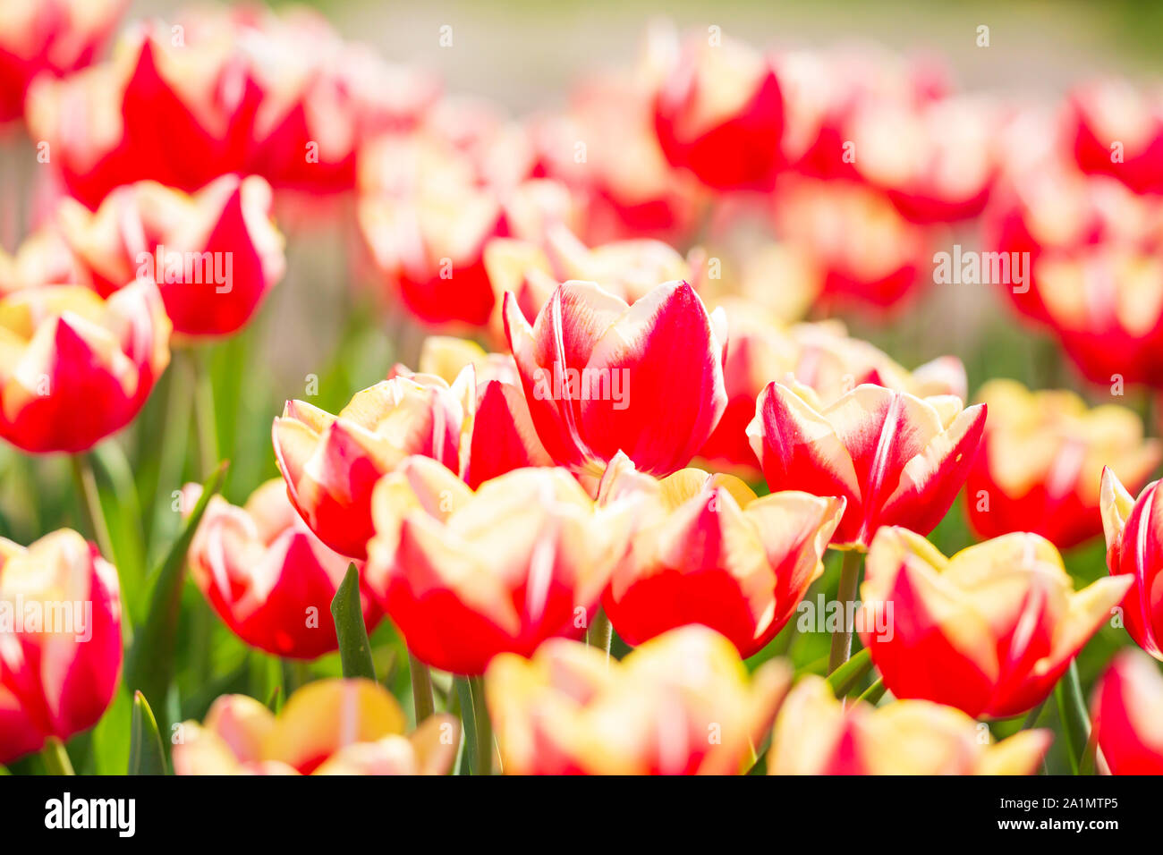 Nahaufnahme der Zeilen Niederländisch rot und weiss geflammt Tulpen in einer Blume Bereich Holland, im Frühling an einem sonnigen Tag mit blauen Himmel Stockfoto