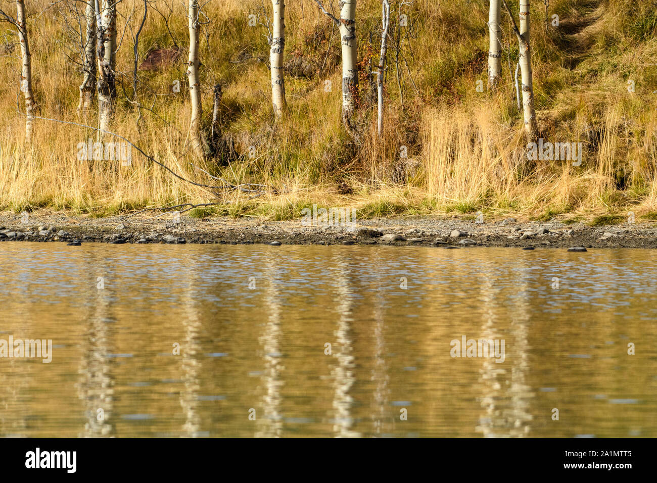 Herbst Gräser entlang der Chilko River, Chilcotin Wildnis, British Columbia, Kanada Stockfoto