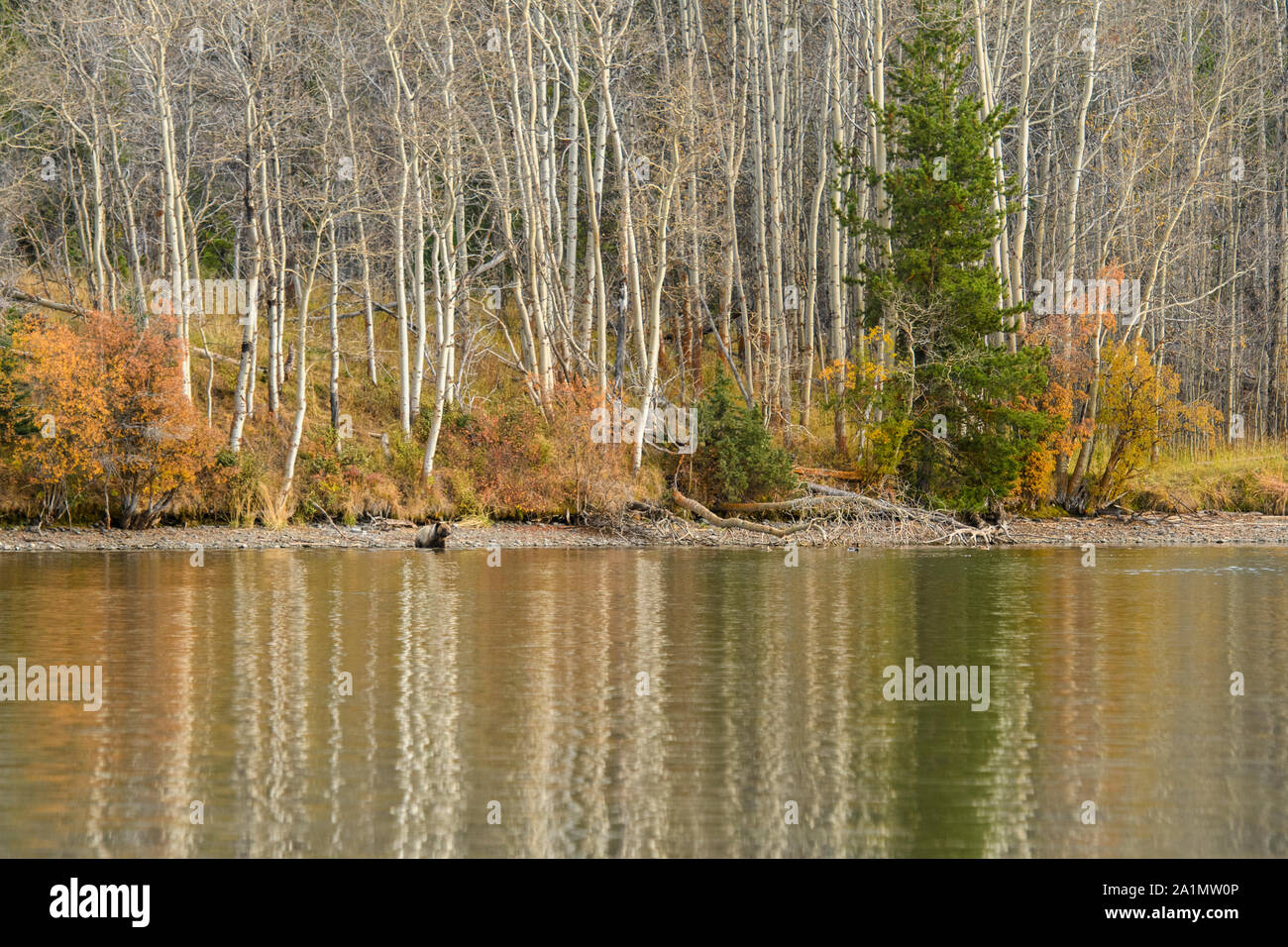 Herbst Espen in den Chilko River, Chilcotin Wildnis, British Columbia, Kanada wider Stockfoto