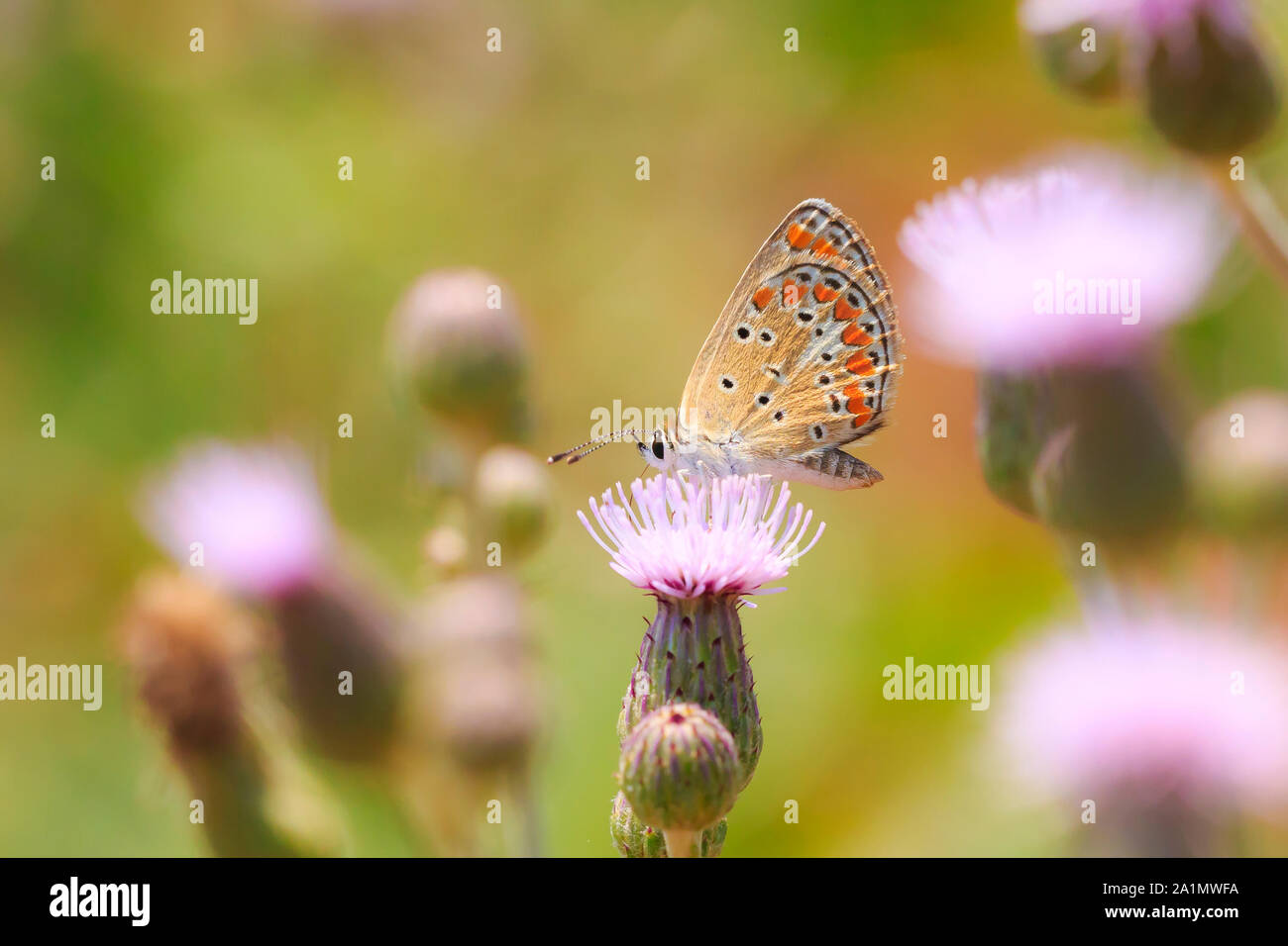 Kleine braune hairstreak Schmetterling Thecla betulae und Fütterung Nektar auf einer Blume Stockfoto