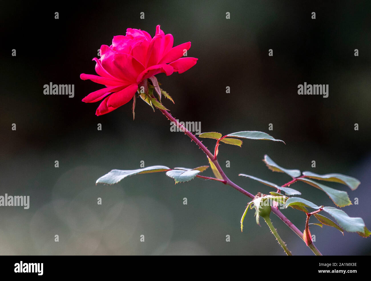 Rosey Stockfoto