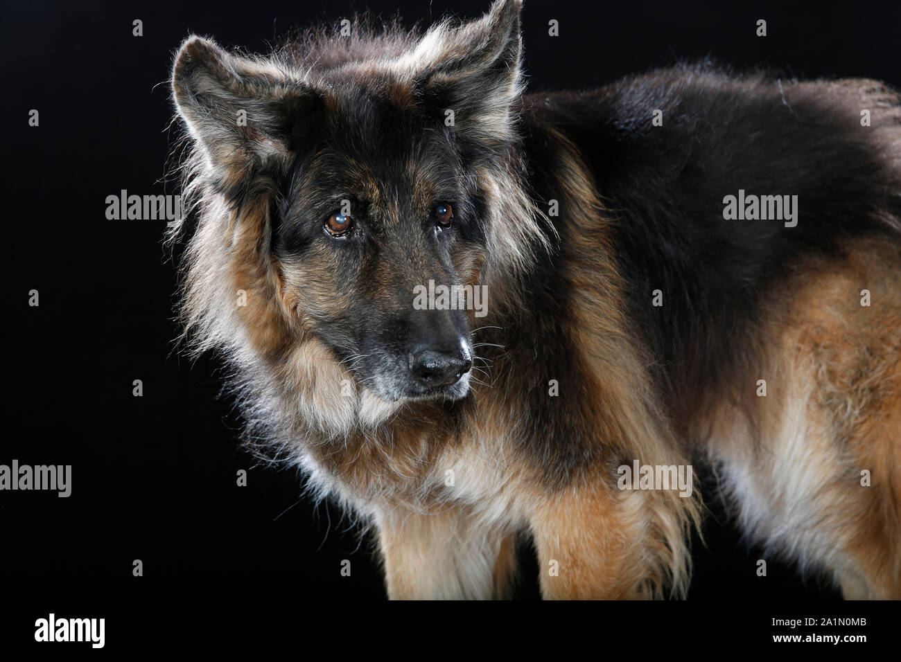 Deutsche sherpard Hund im Studio ob schwarzer Hintergrund Stockfoto