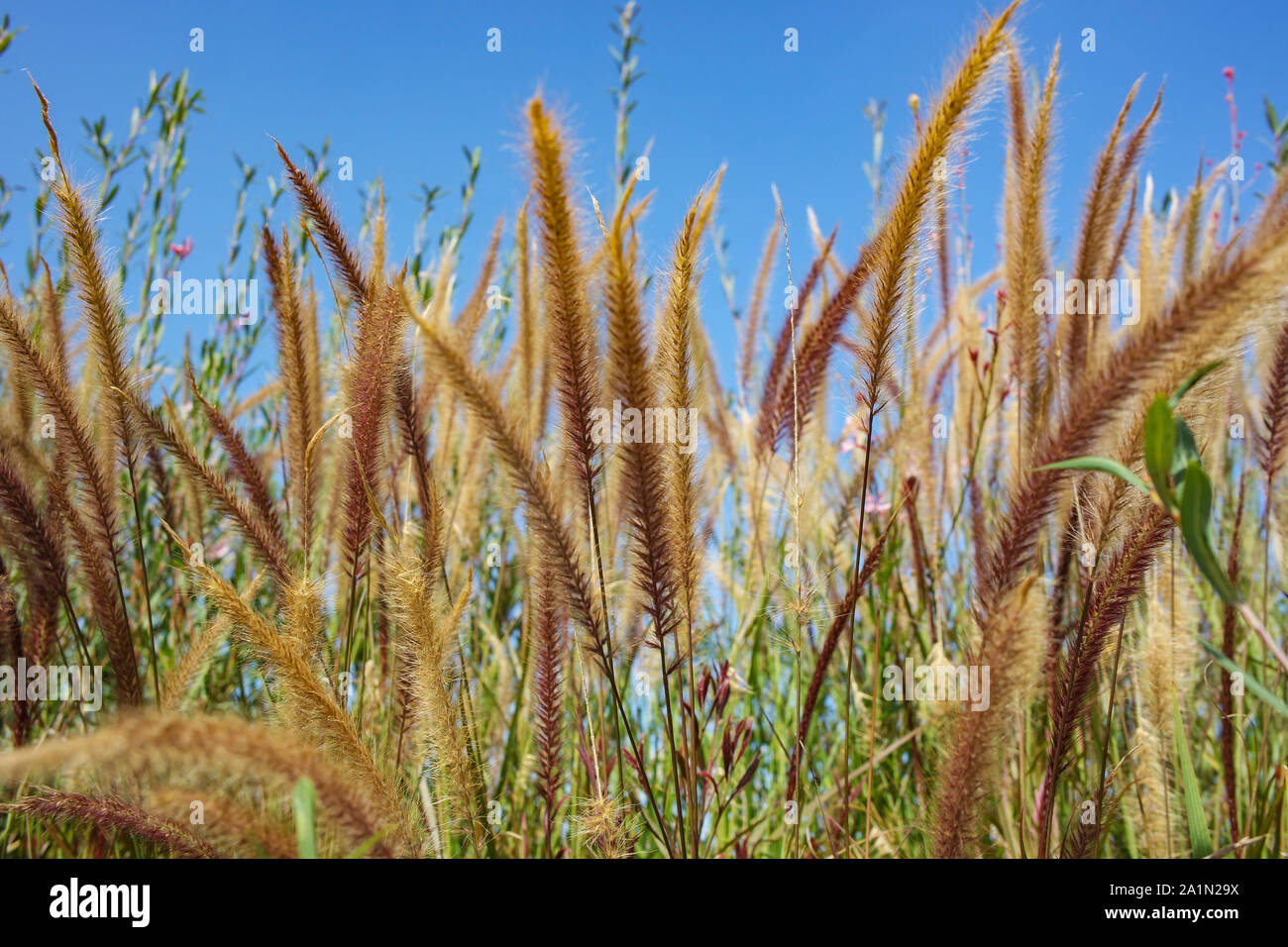 Schönheit in der Natur Gräser und Blumen Stockfoto