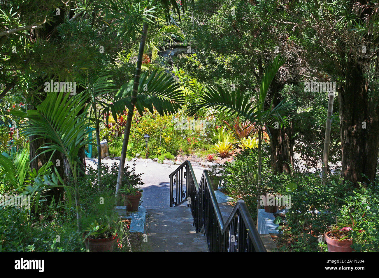 Die üppigkeit der Garten von Olivenhainen auf Grand Bahama Island. Foto im April 2018 - lange vor der Zerstörung des Hurrikans Dorian. Stockfoto