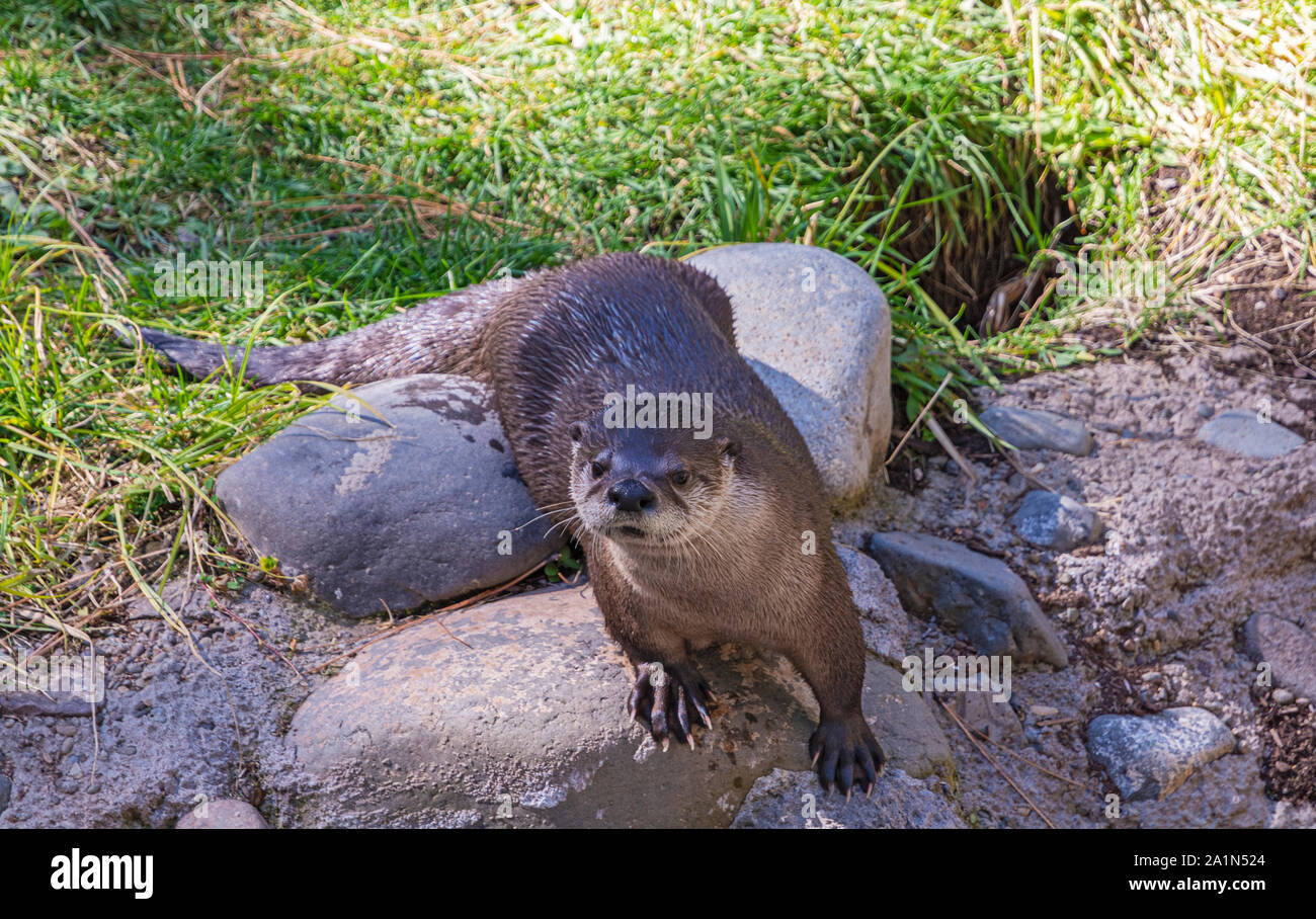 Oregon, Bend, High Desert Museum, North American River Fischotter (Lontra canadensis) Stockfoto