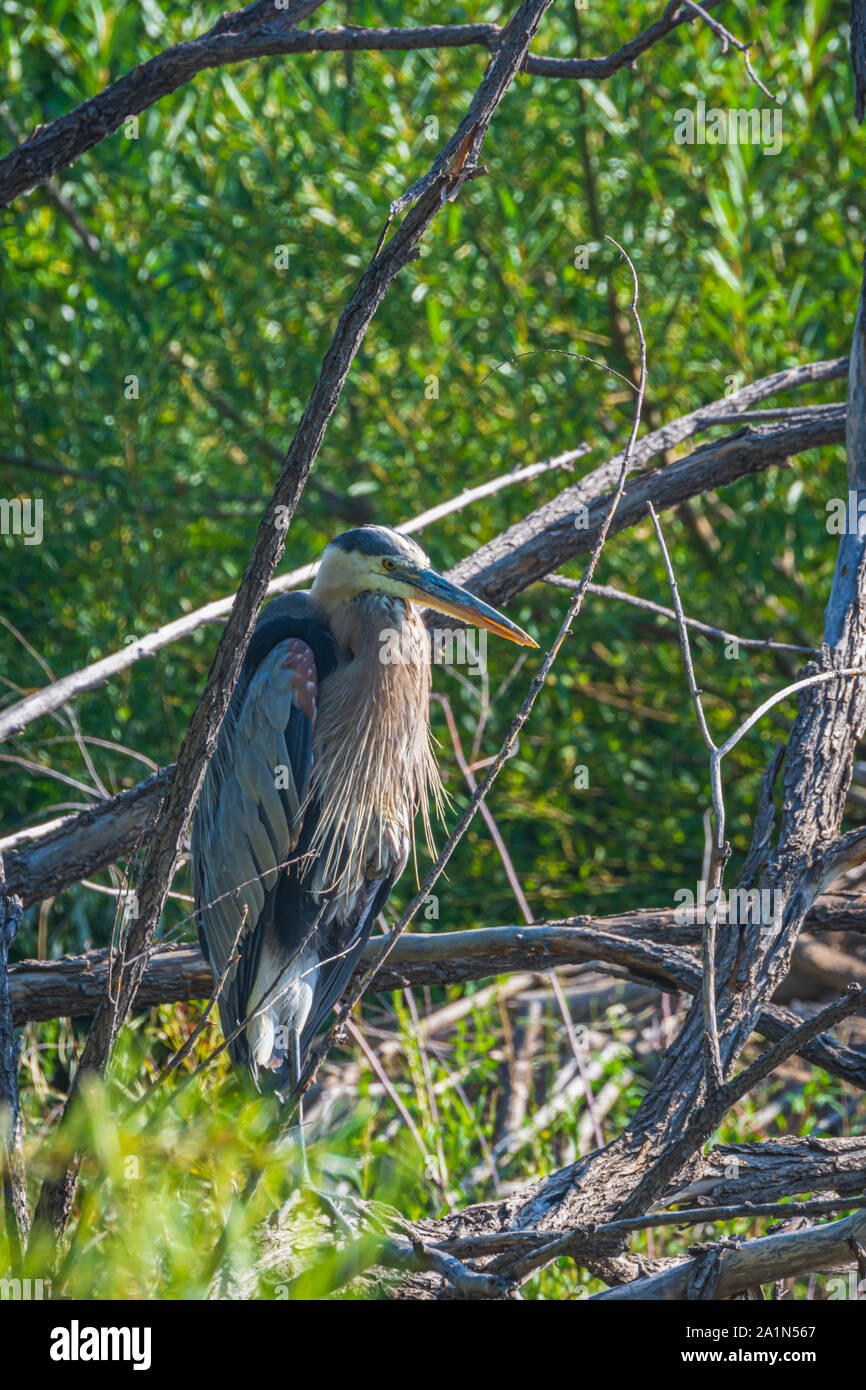 Great Blue Heron (Ardea herodias) auf alten Pappel Baum über Teich, Wasser, Castle Rock Colorado USA. Foto im August getroffen. Stockfoto