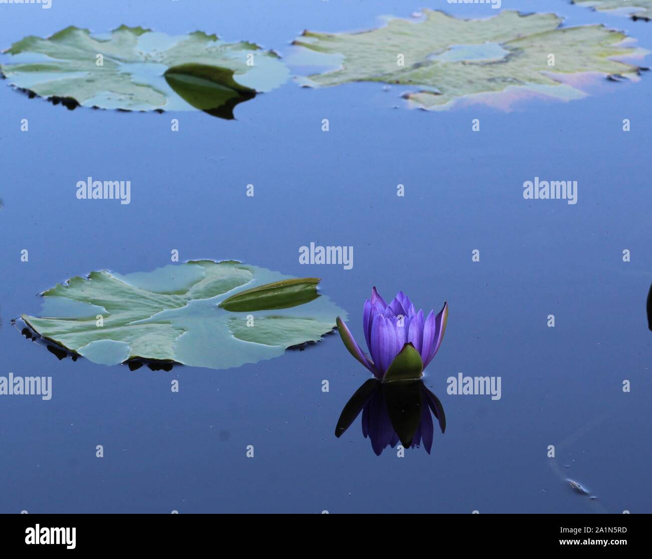 Lila Seerose an der International Water Lily Garden in San Angelo, Texas, USA Stockfoto