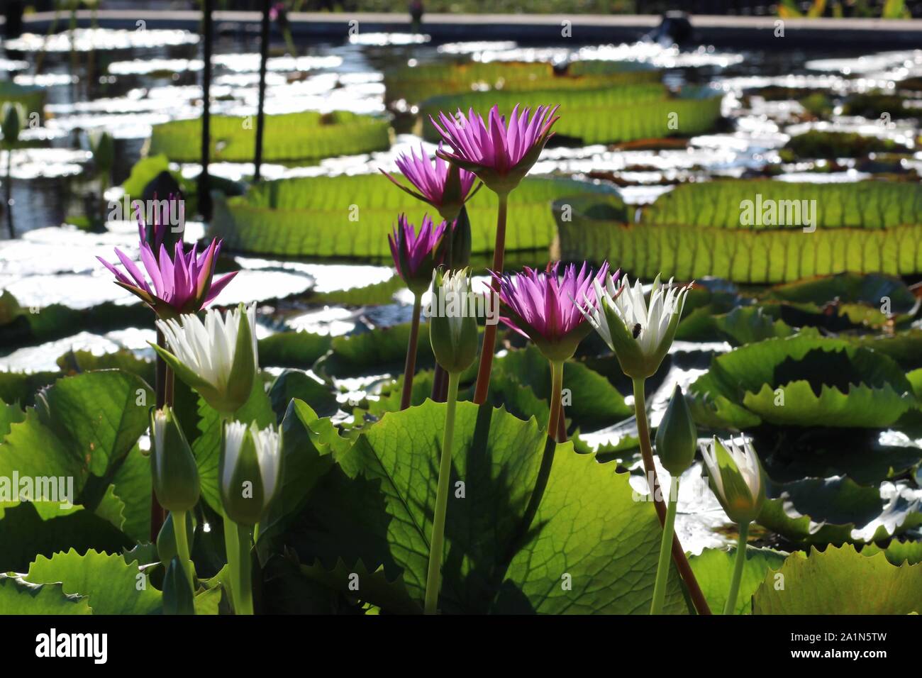 Seerosen an der International Water Lily Garden in San Angelo, Texas, USA Stockfoto