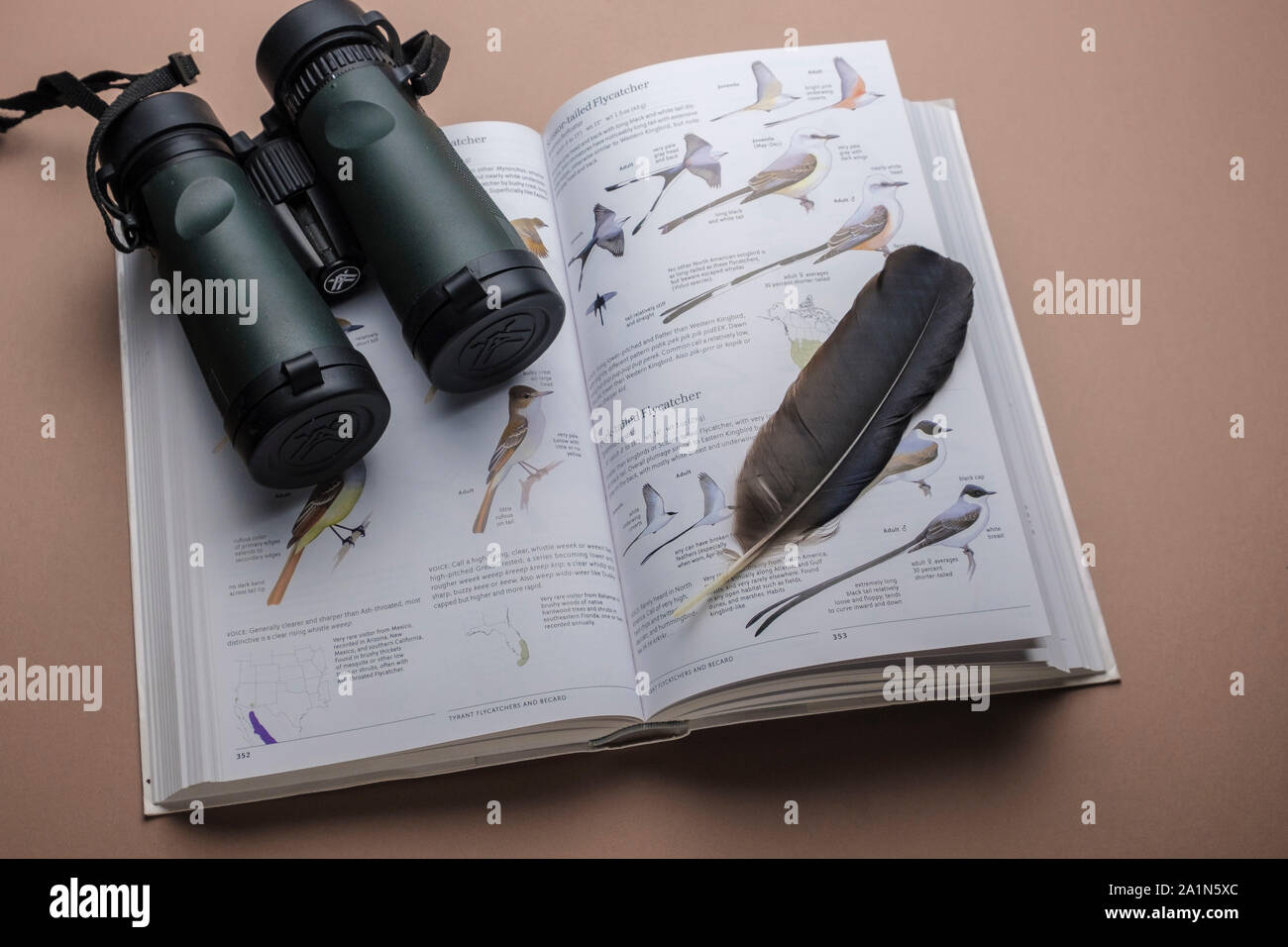 Unverzichtbare Ausrüstung und Ausrüstung für Vogelbeobachtungen. Feldleitbuch zur Identifizierung von Ferngläsern und Vogelarten. Stockfoto