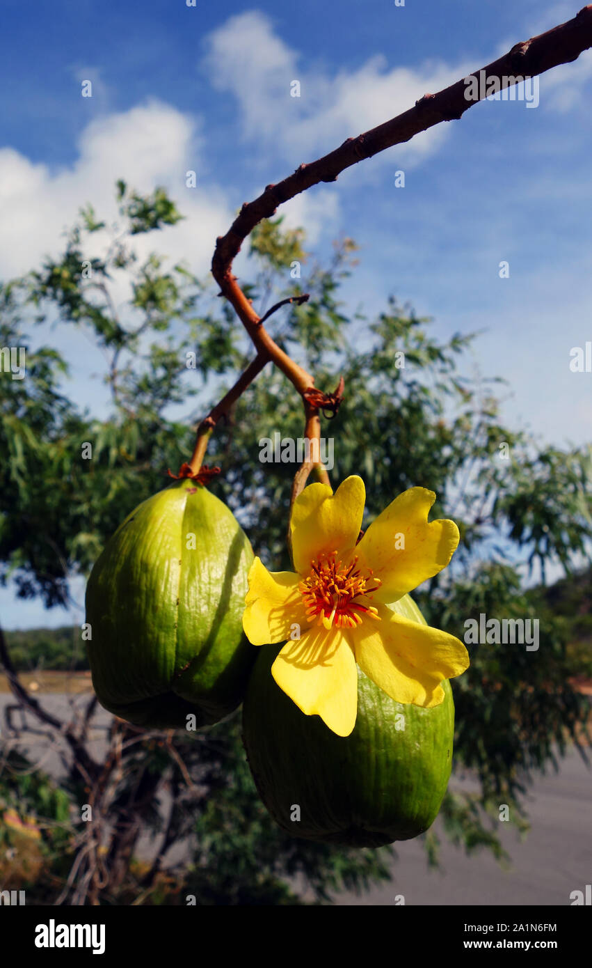 Northern Australian native Kapok Blume (Cochlospermum gillivraei) mit Samenkapseln, Lizard Island, Queensland, Australien Stockfoto